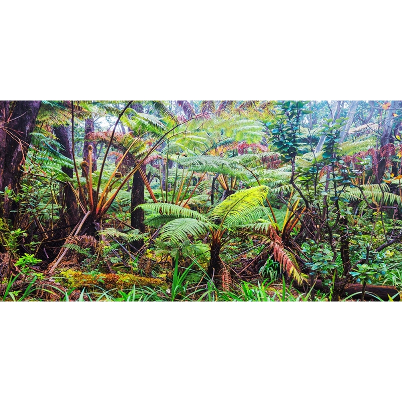 Wall Art Print And Canvas Pangea Images Palm And Fern Forest Hawaii Detail